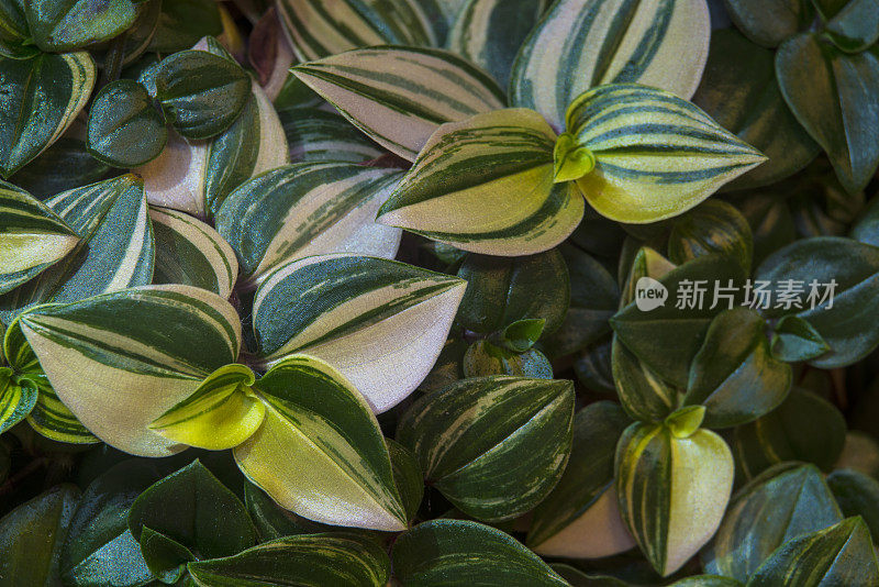 蜘蛛草(Tradescantia fluminensis)，特写